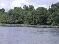 Lilly Pads in Golfete