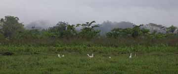 Birds, Rio Chacón Machaca