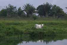 Cow, Rio Chacón Machaca