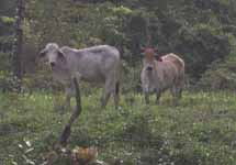 More Cows, Rio Chacón Machaca