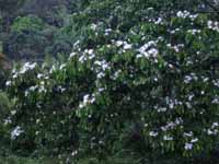 Tree Blossoms, Rio Chacón Machaca