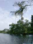 Tree Vine, Rio Chacón Machaca