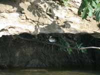 Bird Under Rock