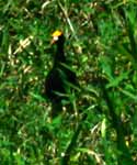Bird in Grass