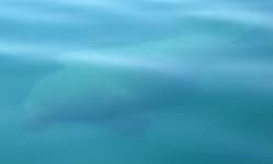 Manatee