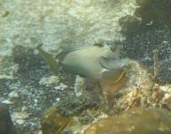 Ocean Surgeonfish