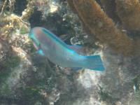 Princess Parrotfish