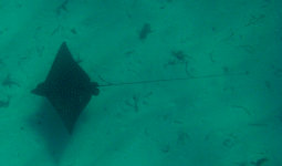 Spotted Eagle Ray
