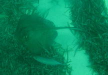 Southern Sting Ray