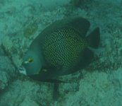 French Angelfish