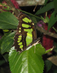 Butterfly Bbb