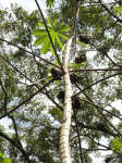 Copan nature walk, tree