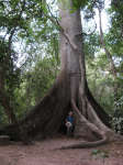 Tree with huge buttress roots