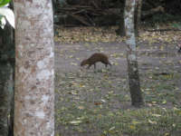 Agouti