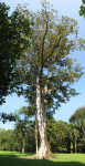 Tree vertical panorama