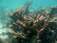 Elkhorn coral