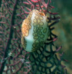 Flamingo tongue