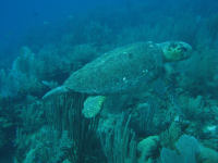 Big Loggerhead Turtle