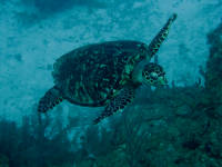 Hawksbill turtle