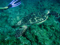 Hawksbill turtle