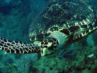 Hawksbill turtle