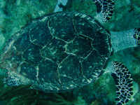 Hawksbill turtle