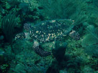 Hawksbill turtle