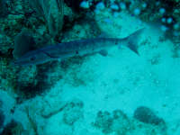 Barracuda