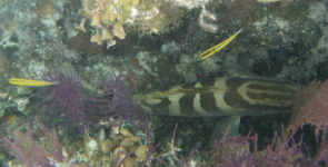 Nassau Grouper