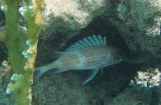 Soldierfish