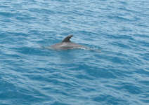 Dolphin with ragged dorsal fin