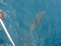 Dolphin with ragged dorsal fin