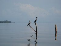 Cormorants