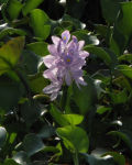 Water Hyacinth blossom