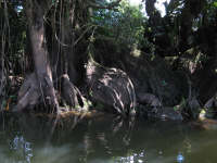 Big tree roots in water