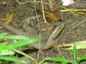 Basilisk