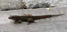 Lizard