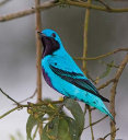 Lovely Cotinga
