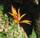 Xxx Flower