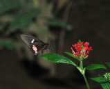 Butterfly on flower