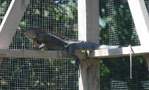 Iguana