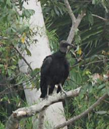 Vulture