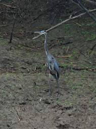 Heron