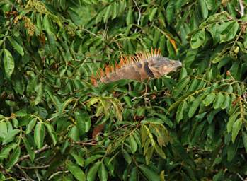 Iguana