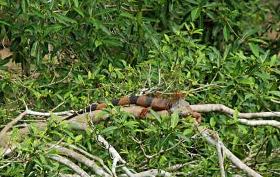 Iguana