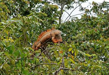 Iguana