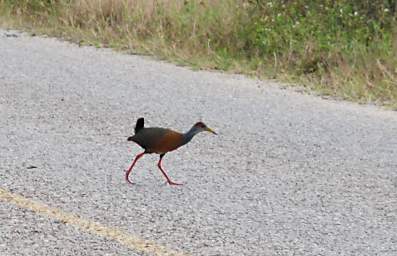 Grey Necked Wood Rail