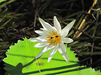 Flower Lilly