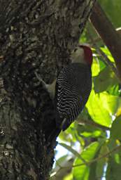 Bird Xxx Woodpecker