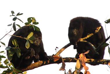 Howler Monkeys